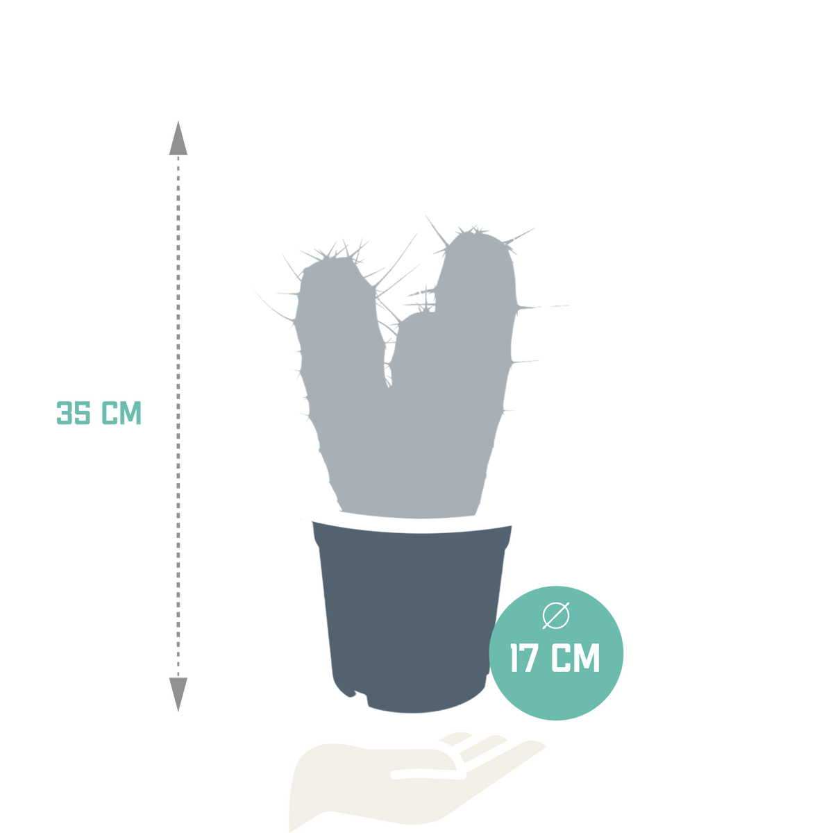 Myrtillocactus geometrizans 17 cm - zonder pot