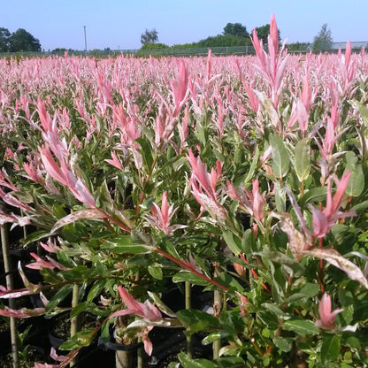Salix Flamingo - Ø23cm - ↕140-160cm
