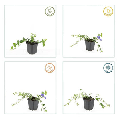 6x Vinca minor 'Argenteovariegata' - ↕10-25cm - Ø9cm