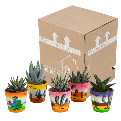 Gasteria/Haworthia mix 5,5cm - 5x - in Mexicaanse pot