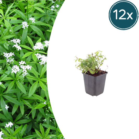 12x Galium odoratum - ↕10-25cm - Ø9cm