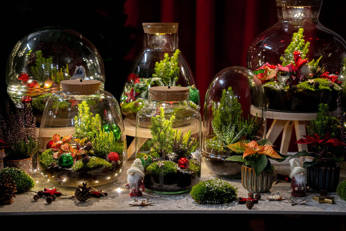 Holly Christmas terrarium - Bottle garden DIY kit - Ø 29 cm ↑ 30
