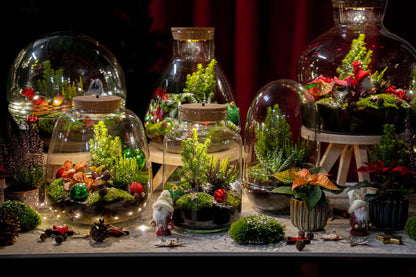 Holly Christmas terrarium - Bottle garden DIY kit - Ø 29 cm ↑ 30