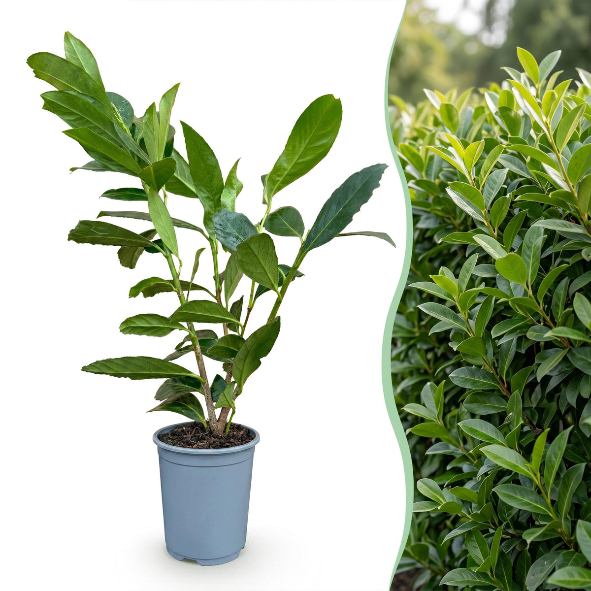 8x Prunus laur. Caucasica - Laurierkers - Haagplanten - Groenblijvend - Groen - Pot 9cm - Hoogte 25-35cm
