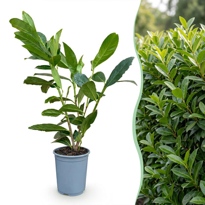 8x Prunus laur. Caucasica - Laurierkers - Haagplanten - Groenblijvend - Groen - Pot 9cm - Hoogte 25-35cm
