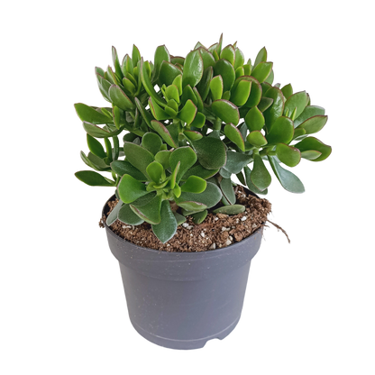 Crassula minova 17cm