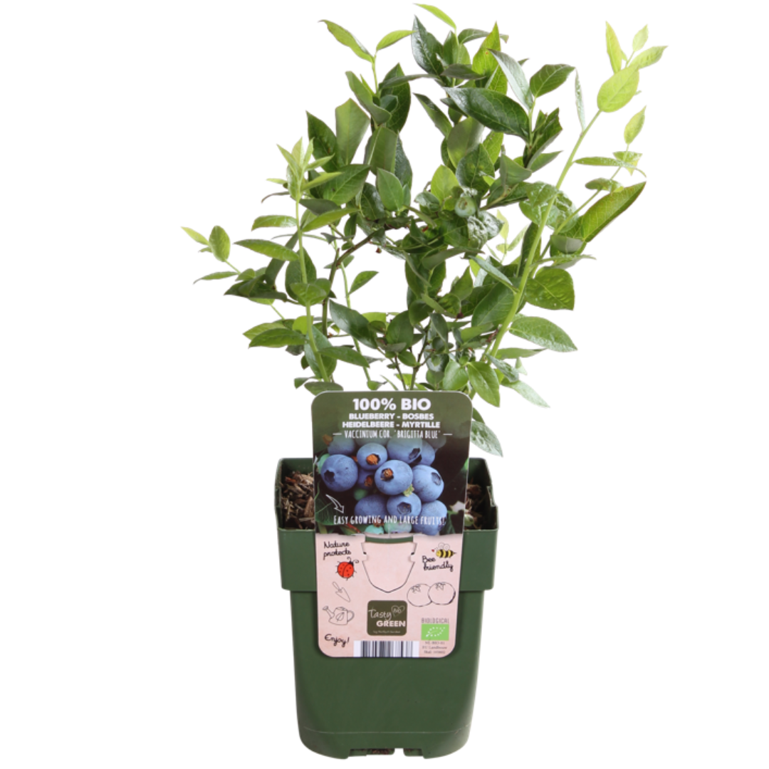 "Zomervruchten" BIO Fruitplanten mix set van 4 verschillende soorten