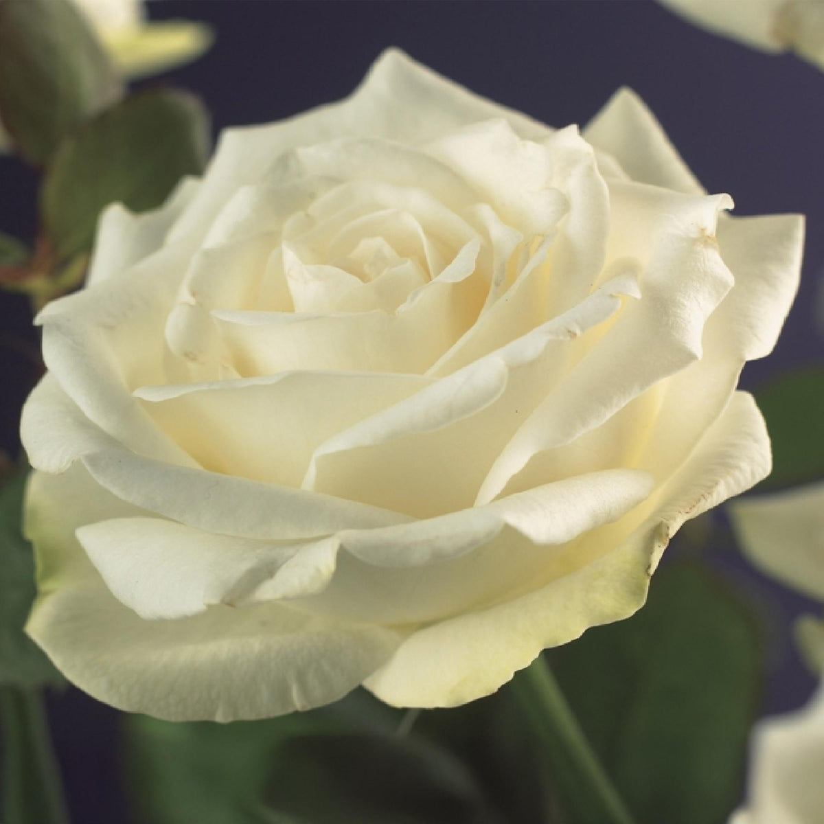 Klimroos - Rosa White Climber - Bloem Wit - Weinig onderhoud - 2 planten - Pot 11cm Hoogte 40cm