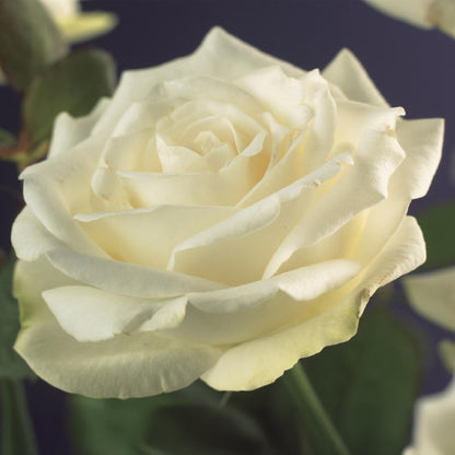 Klimroos - Rosa White Climber - Bloem Wit - Weinig onderhoud - 2 planten - Pot 11cm Hoogte 40cm