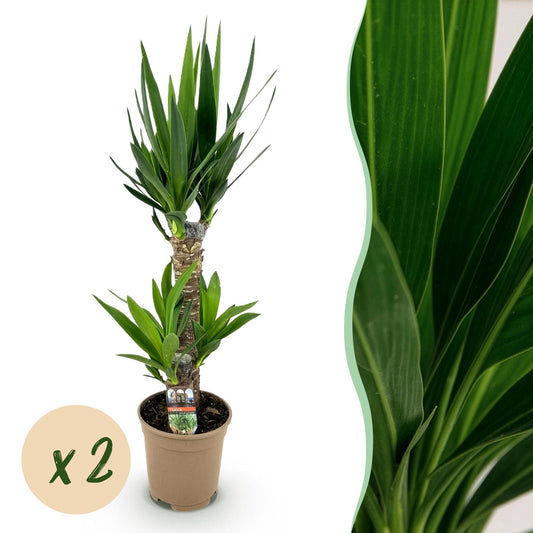 Kamerplant - Yucca elephantipes - Yucca - Weinig onderhoud - Groen - 2 - Pot 17cm - Hoogte 75cm