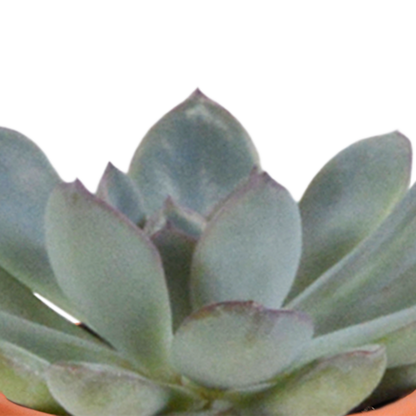 Cactus en vetplanten mix 5.5 cm | 15 stuks - in Mexicaanse pot