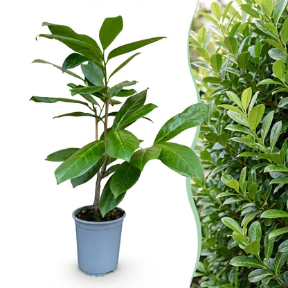 40x Prunus laur. Rotundifolia - Laurierkers - Haagplanten - Groenblijvend - Groen - Pot 9cm - Hoogte 25-35cm