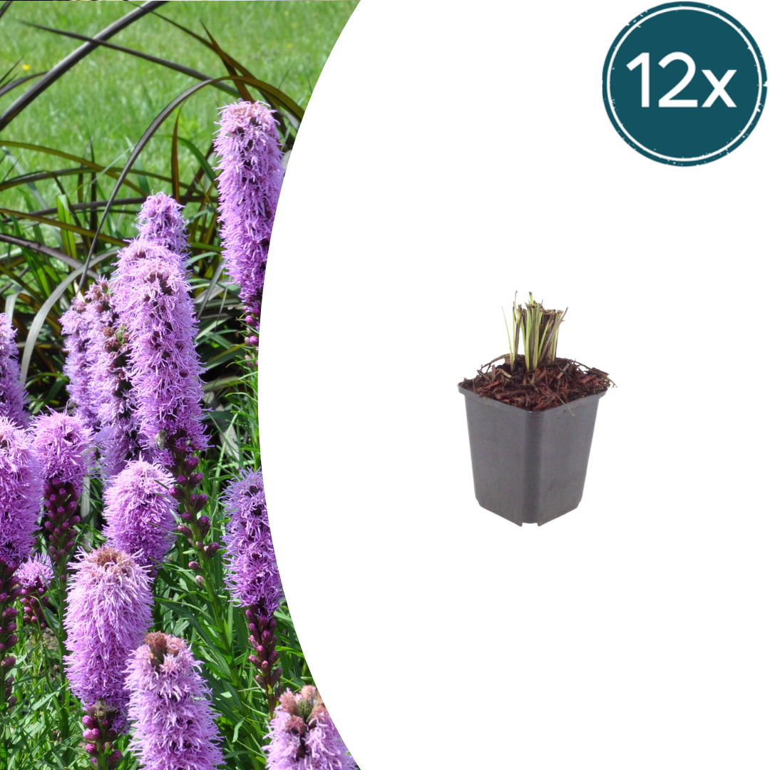 12x Liatris spicata - ↕10-25cm - Ø9cm