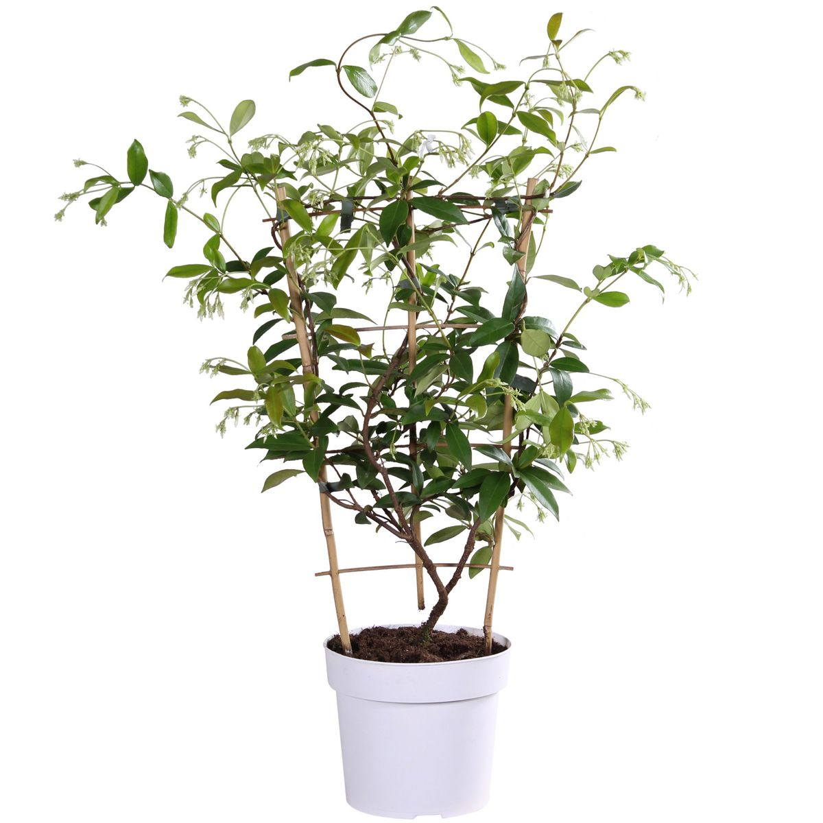 Trachelospermum 'Star of Toscana' - Toscaanse Jasmijn Geel - Ø15cm - ↕65cm