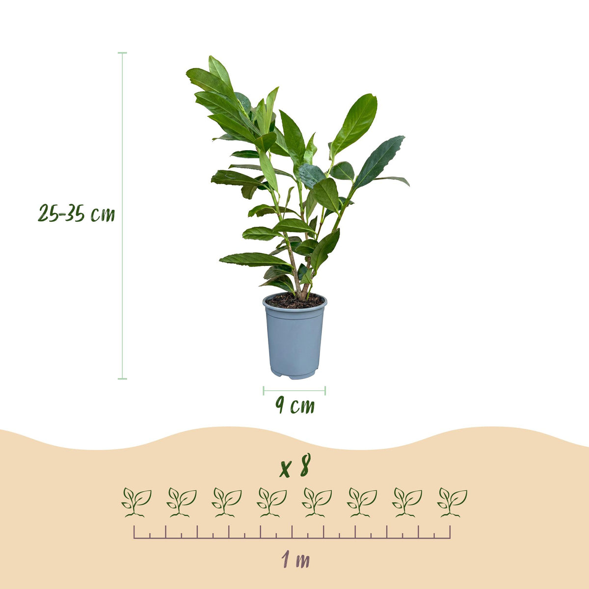 8x Prunus laur. Caucasica - Laurierkers - Haagplanten - Groenblijvend - Groen - Pot 9cm - Hoogte 25-35cm