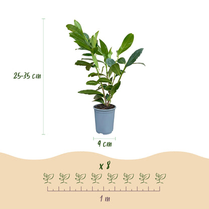 8x Prunus laur. Caucasica - Laurierkers - Haagplanten - Groenblijvend - Groen - Pot 9cm - Hoogte 25-35cm