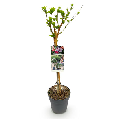 Plant op Stam - Hibiscus syriacus Tricolour  - Terras Plant - Bladverliezend - Winterhard - Witte, Roze, Paarse Bloem - Pot 19cm Hoogte 90cm