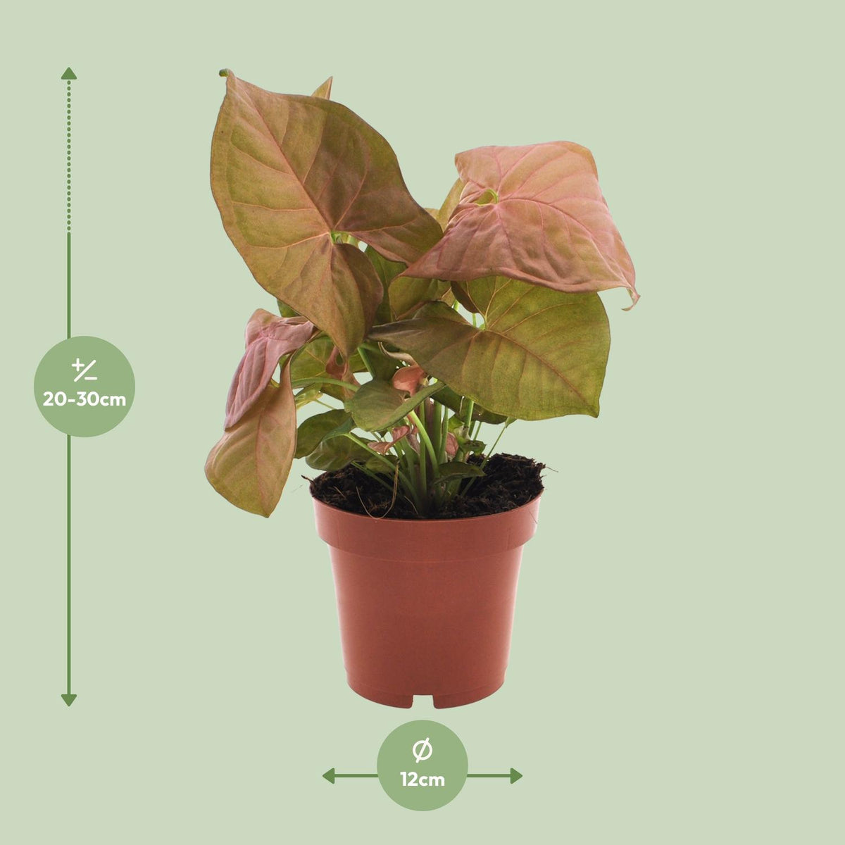 Syngonium Neon - Ø12cm - ↕25cm
