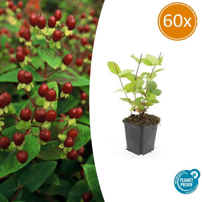 60x Hypericum inodorum 'Beauty' - ↕10-25cm - Ø9cm