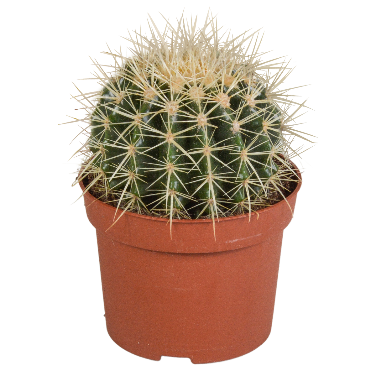 Echinocactus grusonii 12cm