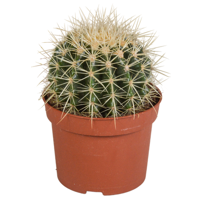 Echinocactus grusonii 12cm