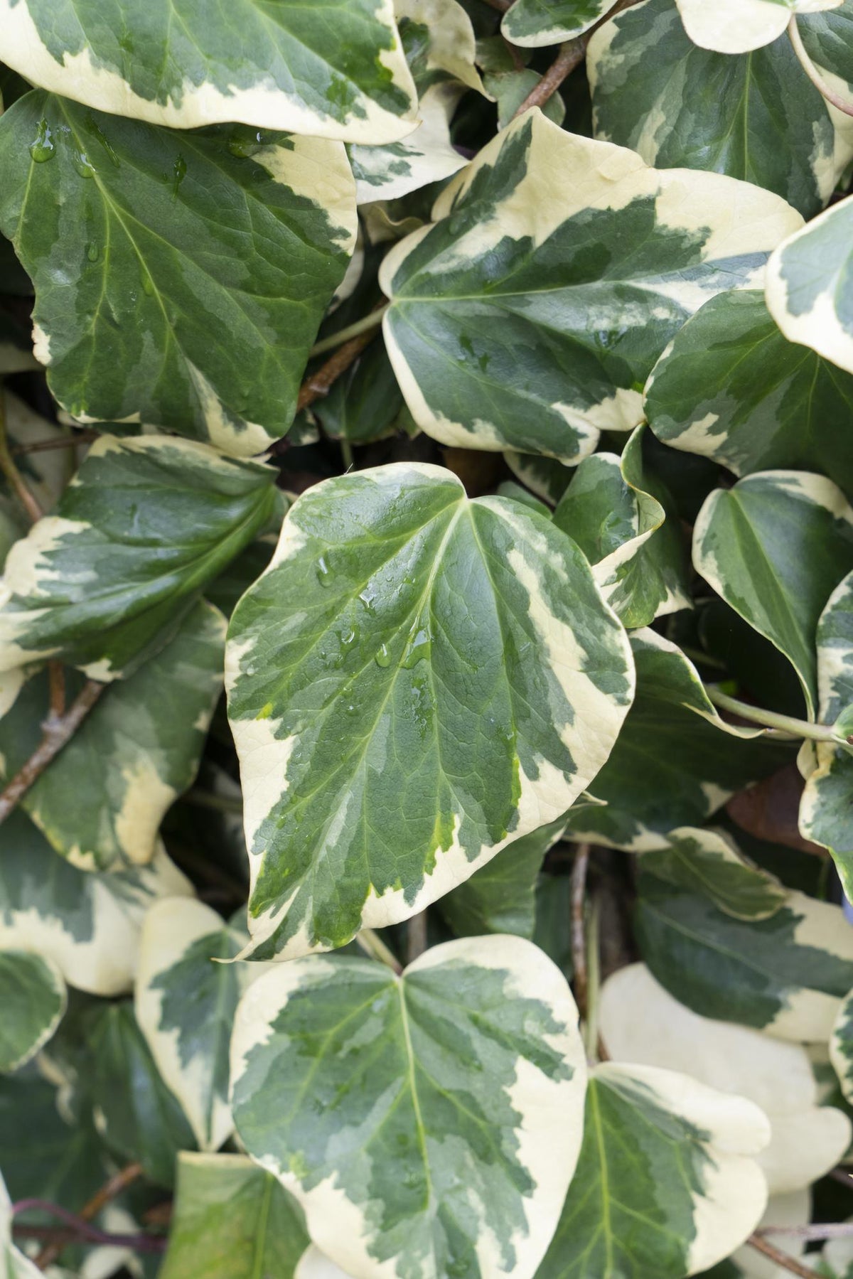 Hedera colchica 'Dentata Variegata' - Ø15cm - ↕65cm