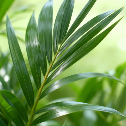 Kamerplant - Howea Forsteriana - Kentia Palm - Weinig Onderhoud - Groen - 2 planten - Pot 21cm - Hoogte 120-130cm