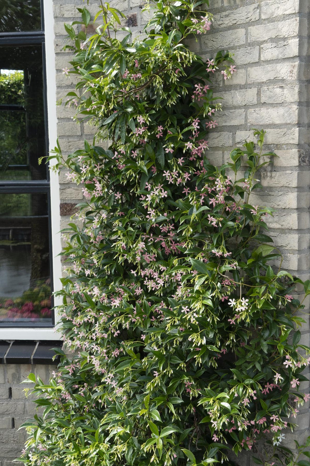 3x - Trachelospermum Mix - ↨65cm - Ø15