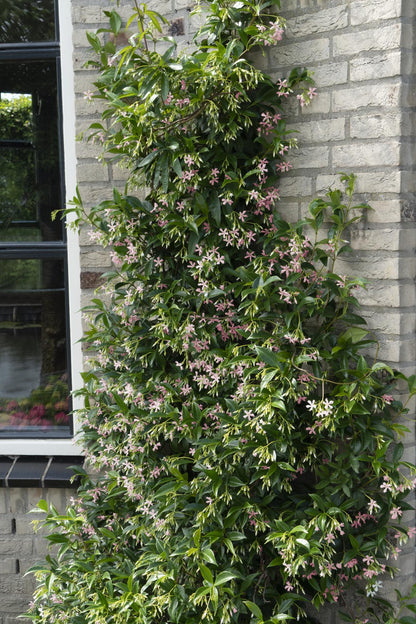 3x - Trachelospermum Mix - ↨65cm - Ø15