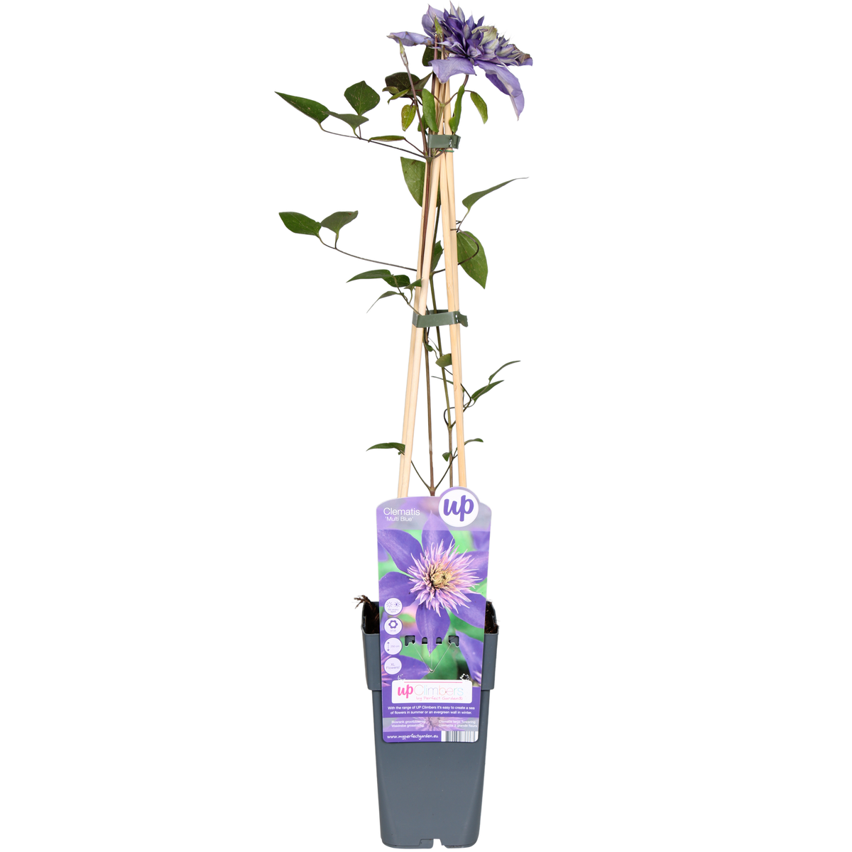 Clematis Multi Blue - Clematis Blauw - Ø15cm - ↕65cm