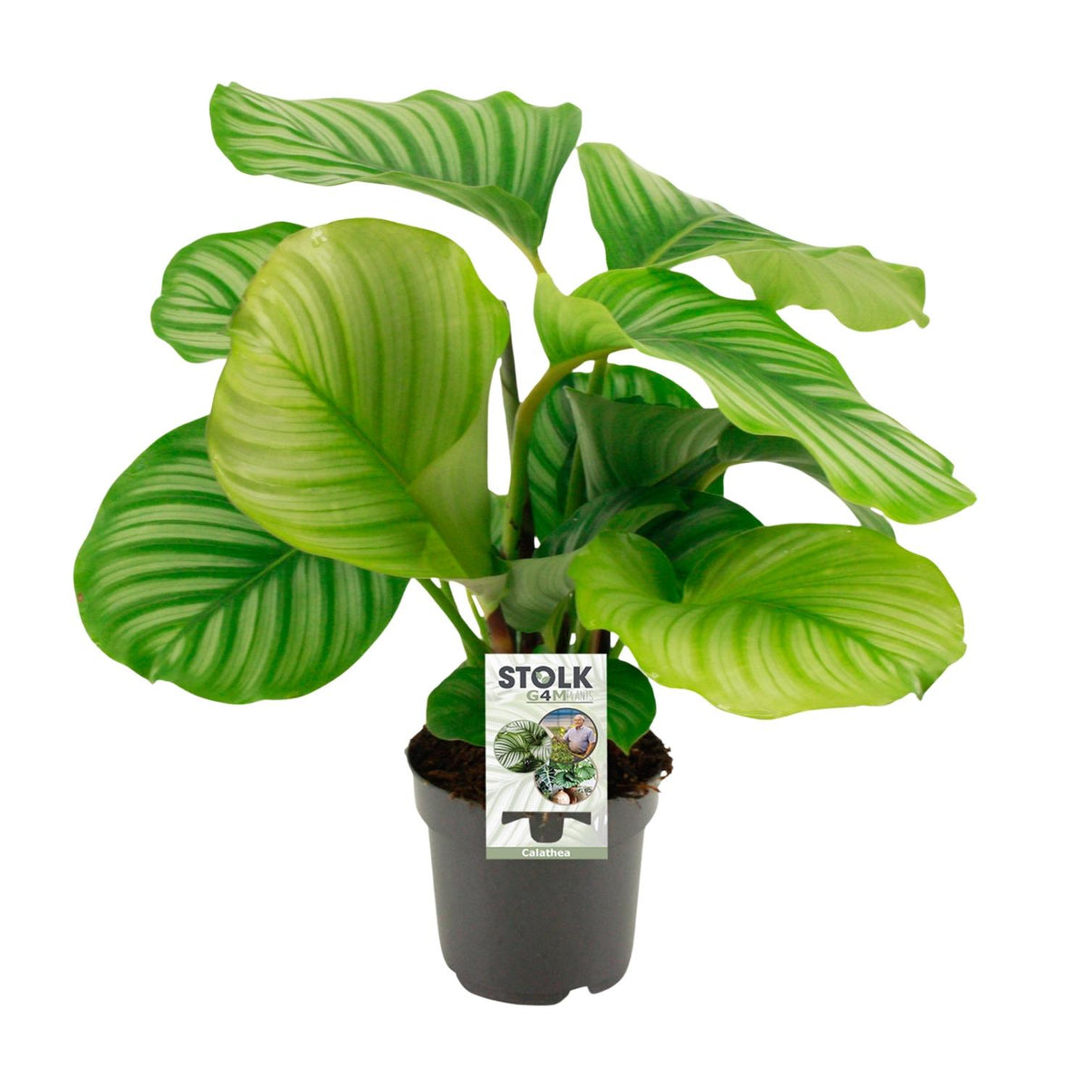 Calathea Orbifolia - Ø14cm - ↕50cm