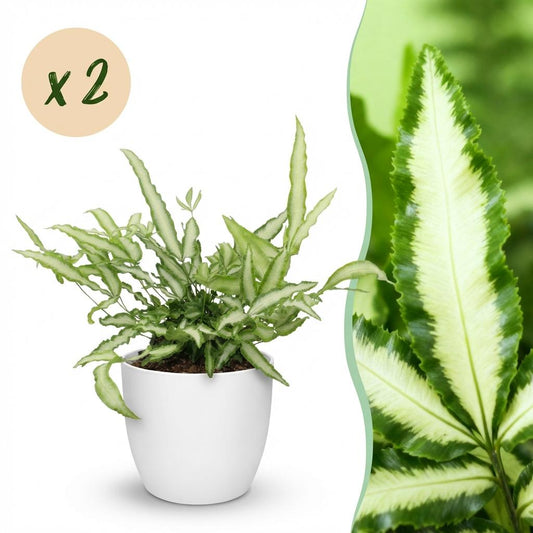 Kamerplant - Pteris cretica Albolineata - Lintvaren - Huisdiervriendelijke Plant - Groen - 2 Planten - met Potter Wit - Pot 12cm - Hoogte 20cm