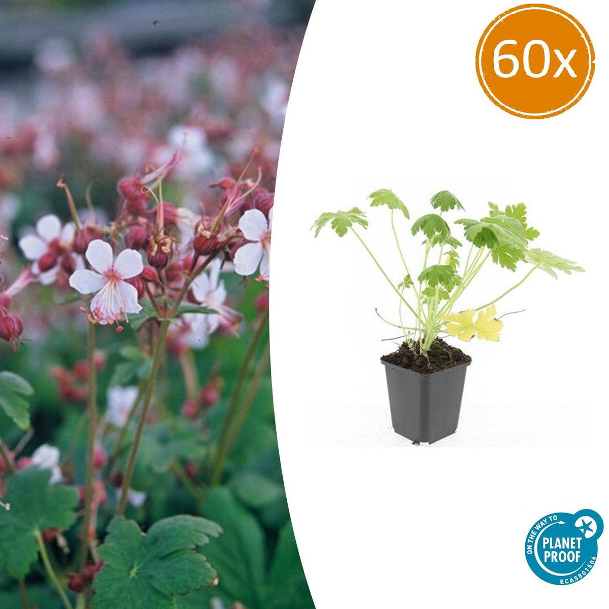 60x Geranium macr. 'Spessart' - ↕10-25cm - Ø9cm