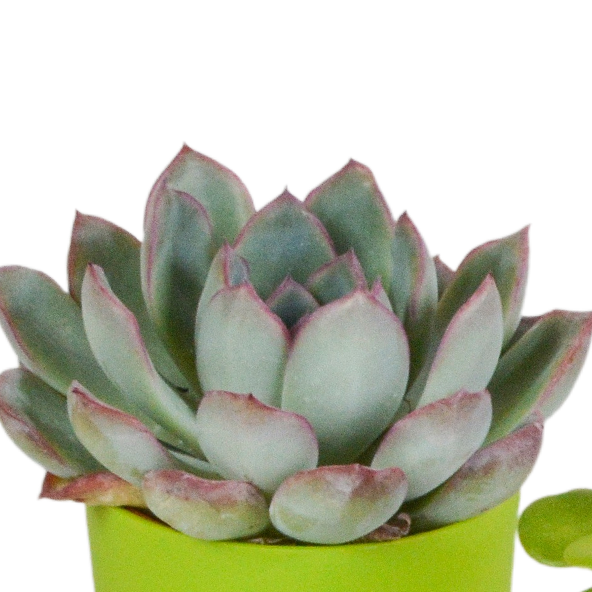 Vetplanten mix 5.5 cm - 5x - in gekleurde plasticpot