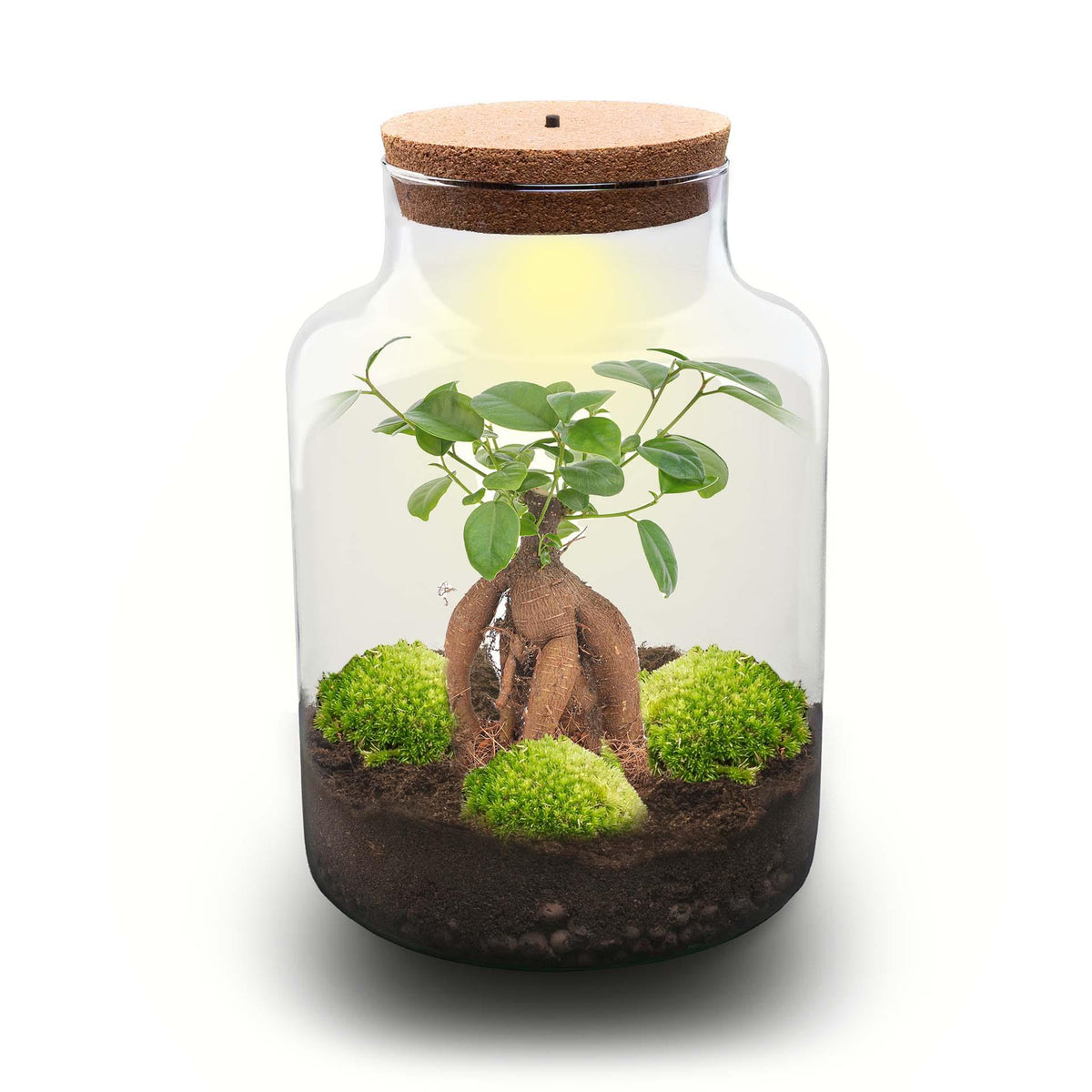 DIY Planten terrarium met licht - Milky Bonsai - Ø 21 cm ↑ 30 cm - Rake + Shovel