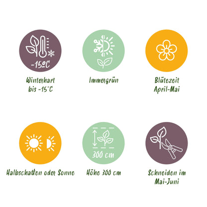 Haagplanten - Osmathus burkwoodii - blad groen - 8 planten - 1 strekkende meter - groenblijvend - pot 9cm hoogte 25-30cm