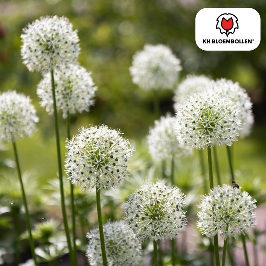 Allium White Giant 5 stuks