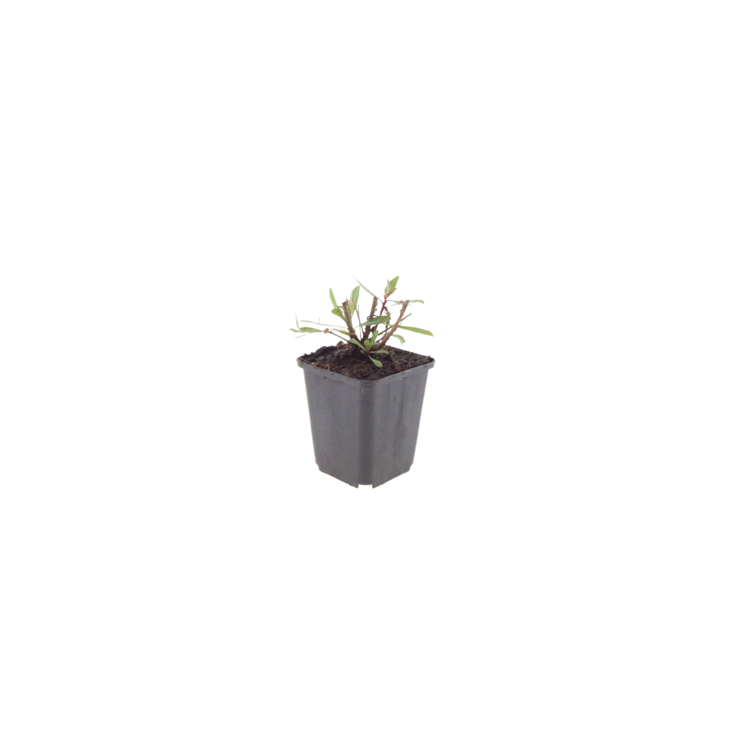 12x Gaura l. 'Whirling Butterflies' - ↕10-25cm - Ø9cm