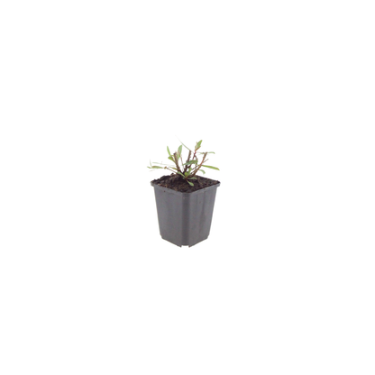 12x Gaura l. 'Whirling Butterflies' - ↕10-25cm - Ø9cm