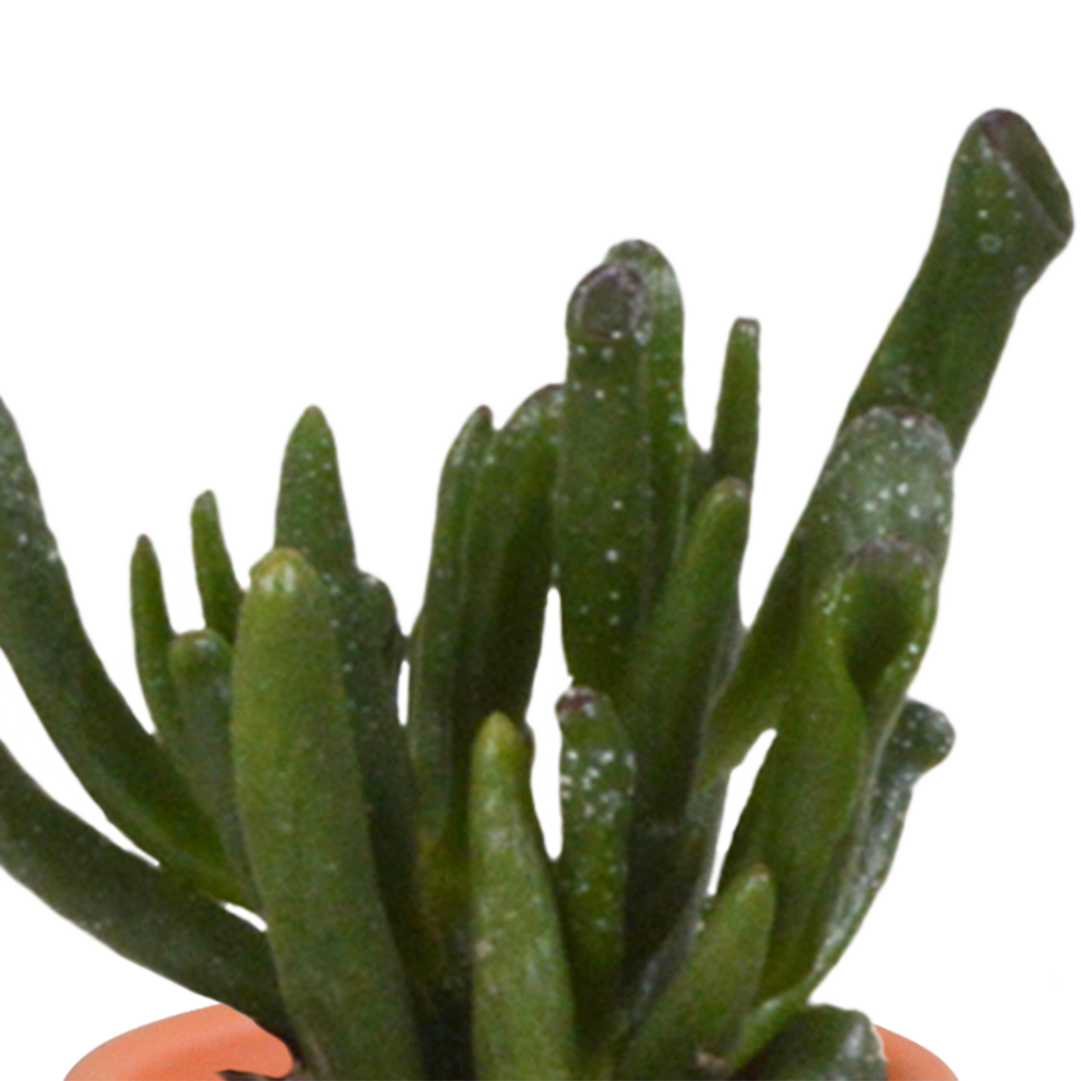 Cactus en vetplanten mix 5.5 cm | 15 stuks - in Mexicaanse pot