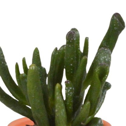 Cactus en vetplanten mix 5.5 cm | 15 stuks - in Mexicaanse pot