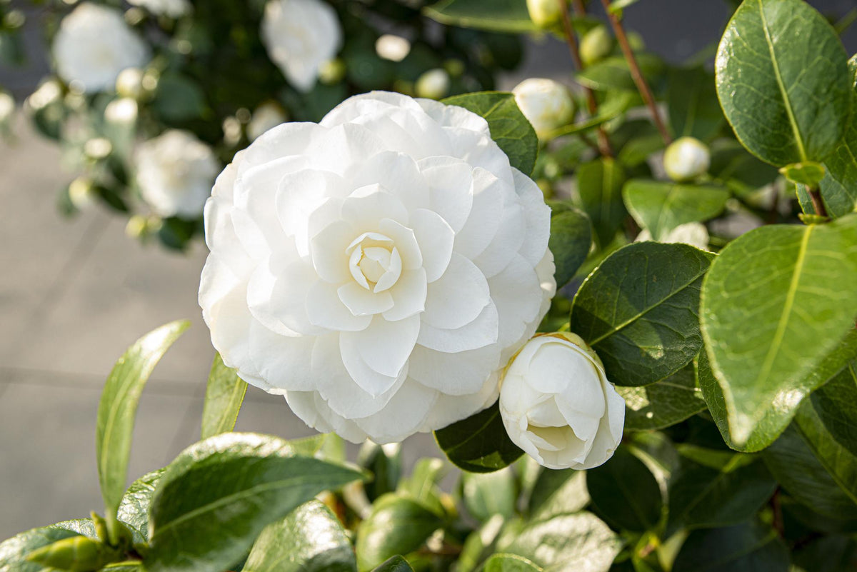 Camellia jap. 'Nuccio's Gem' - Ø19cm - ↕65cm