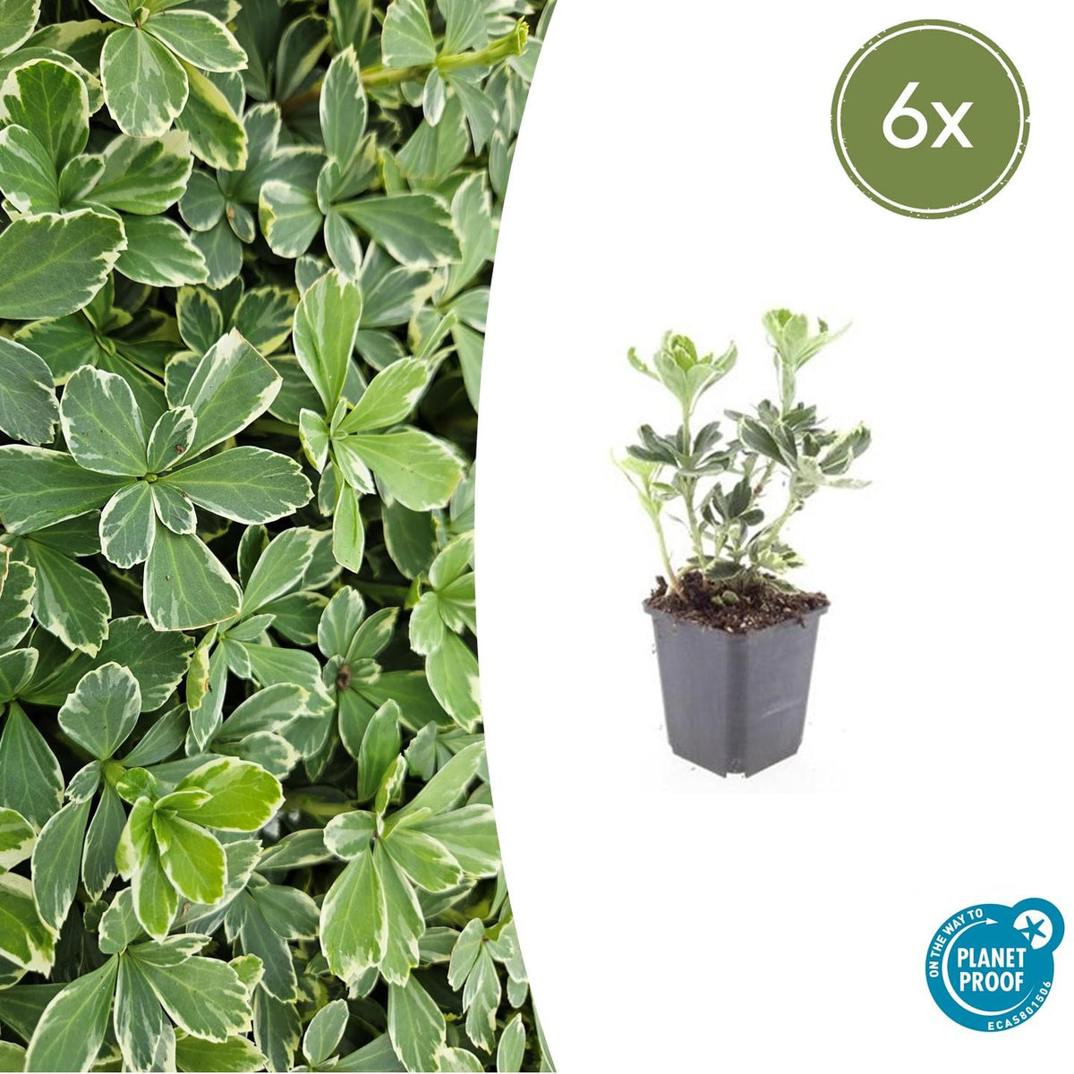 6x Pachysandra term. 'Variegata' - ↕10-25cm - Ø9cm