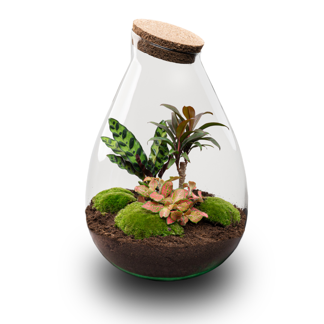 DIY Planten terrarium - Drop XL Palm - Ø 24 cm ↑ 37 cm - No tools