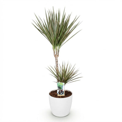 Kamerplanten - Dracaena Marginata Bicolor - Drakenbloedboom - Weinig onderhoud - Groen - 1 Plant - met Potter Wit - Pot 21cm - Hoogte 90-100cm