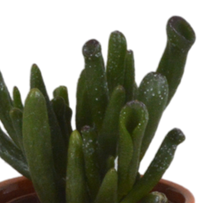 Vetplanten mix 5.5 cm - 5x - in Mexicaanse pot