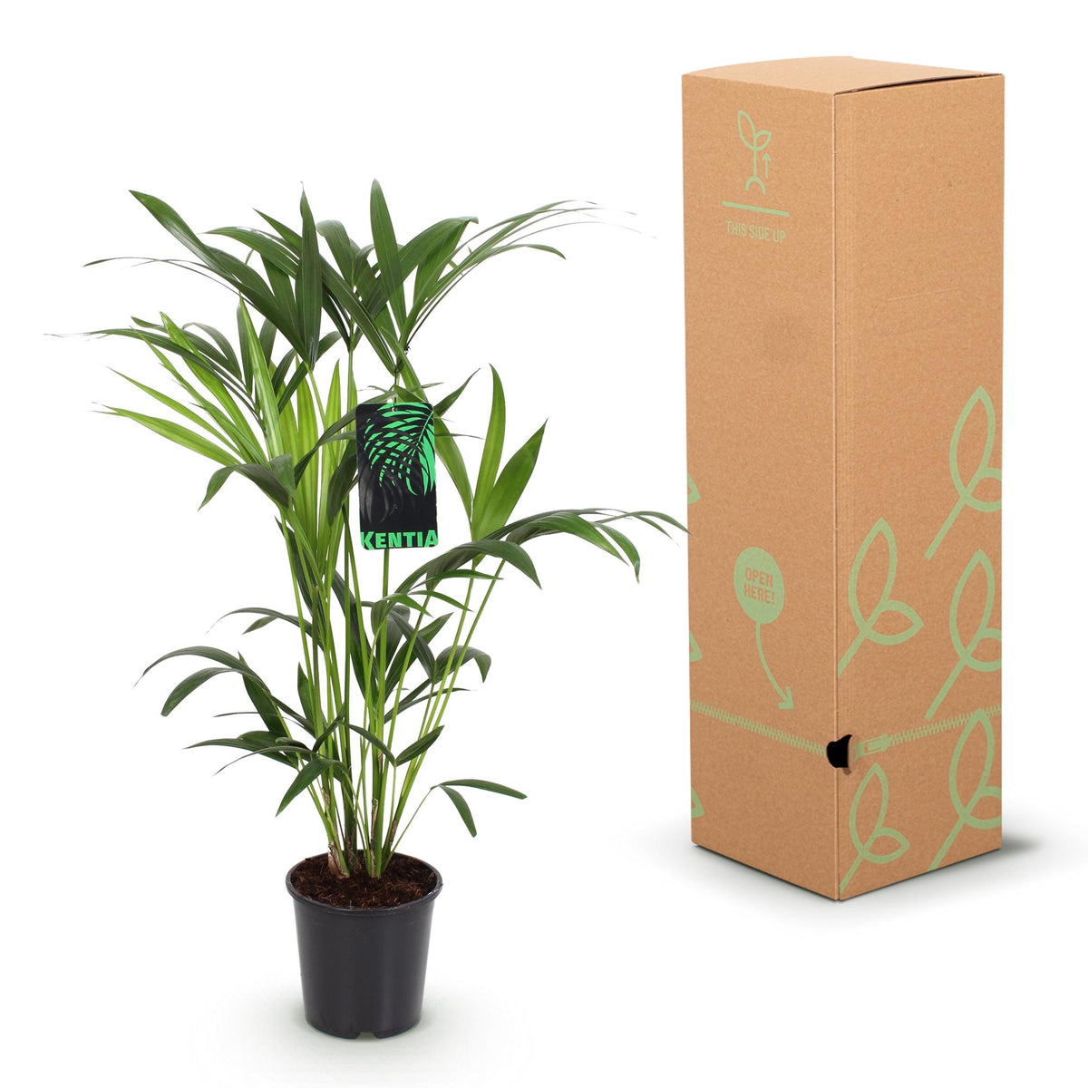 Kamerplant - Howea Forsteriana - Kentia Palm - Weinig Onderhoud - Groen - 2 planten - Pot 19cm - Hoogte 80-85cm