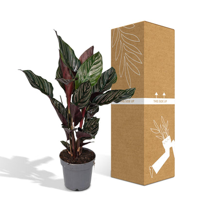 Calathea Ornata - Ø14cm - ↕50cm