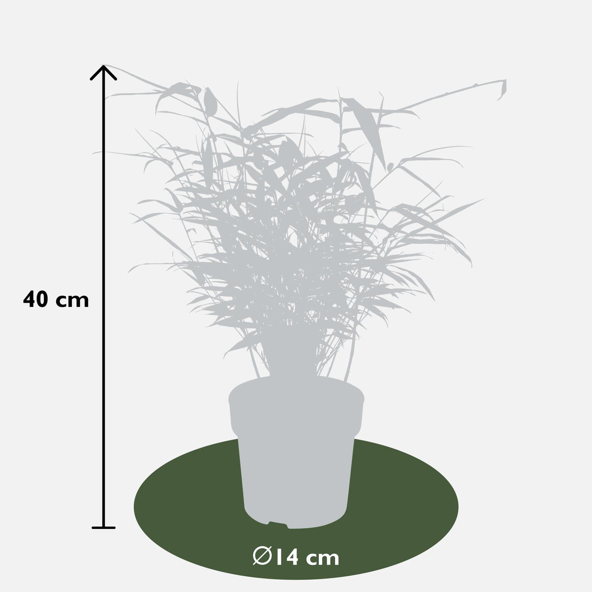 12x - Fargesia rufa - 40cm - Ø14