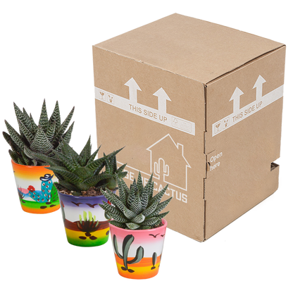 Gasteria/Haworthia mix 8,5cm - 3x - in Mexicaanse pot